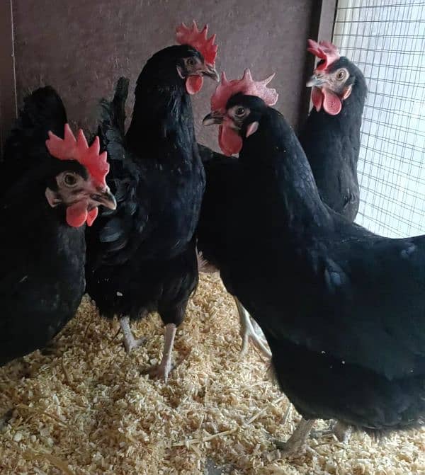 Astrolop Hen Female 0