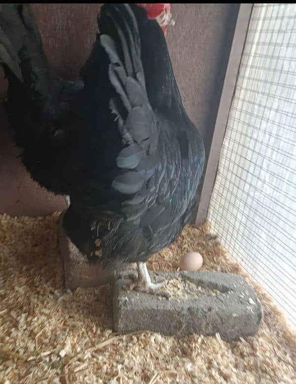 Astrolop Hen Female 1