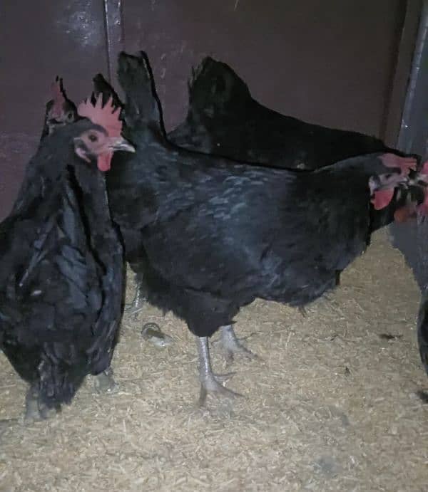 Astrolop Hen Female 2