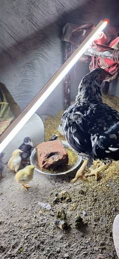 hen with chiks