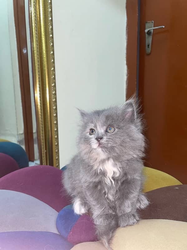 Punch Faced Persian cat 1