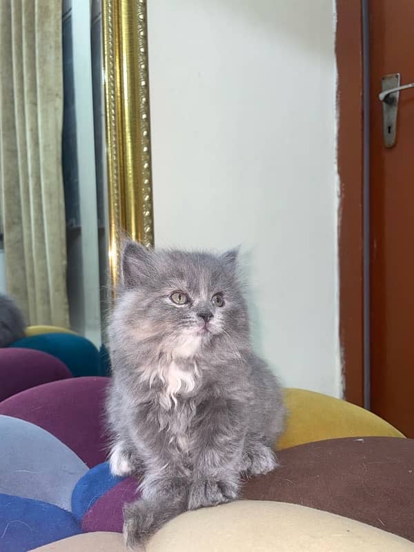 Punch Faced Persian cat 4