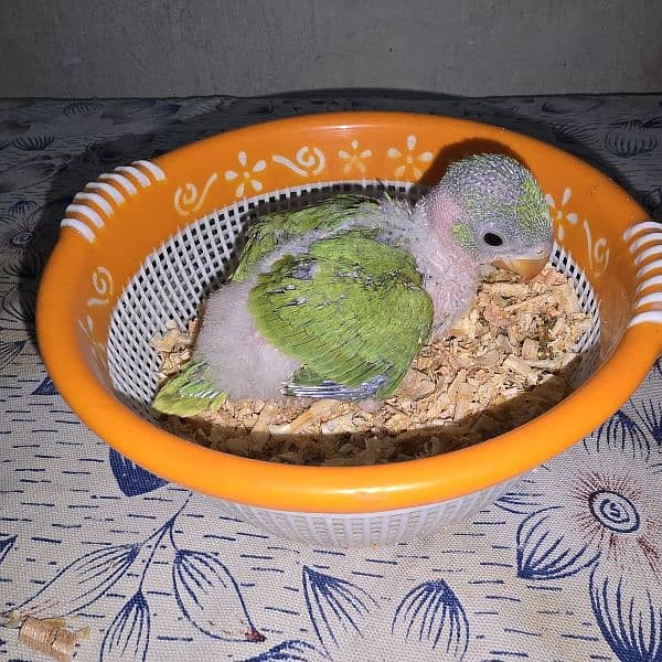 green parrot chicks 2