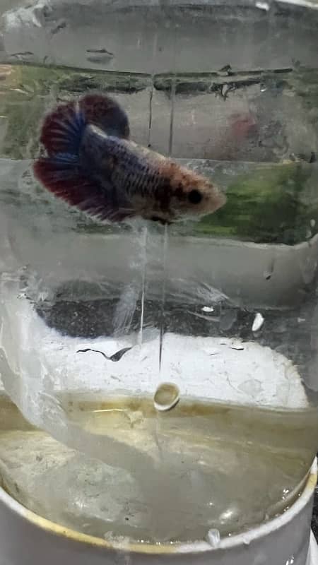 Betta Fish Female For Sale 1