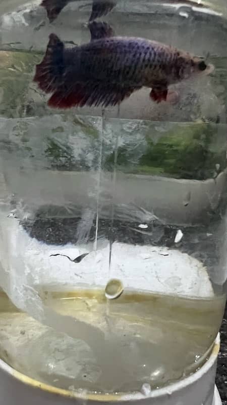 Betta Fish Female For Sale 2