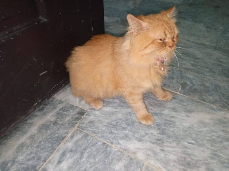 three coated cat urgent sale 1