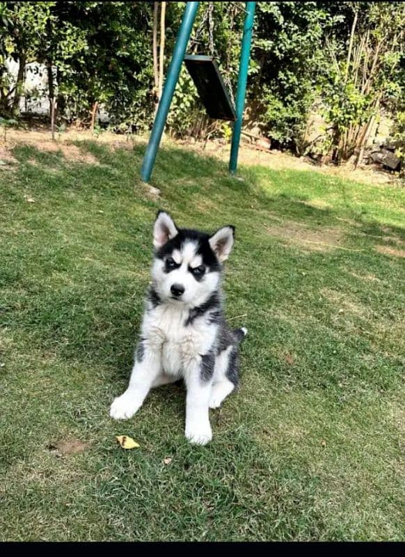 Siberian husky puppy for sale 03231150759 1