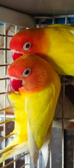 Lotino Persanata Red Eyes & Albino Black eyes pair