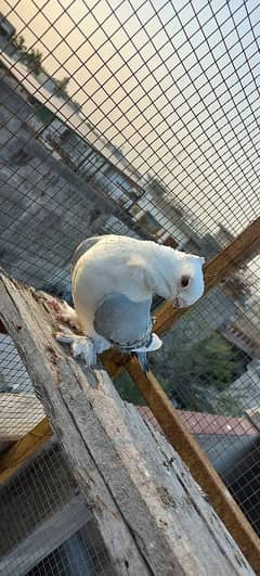 important sentinet pigeon