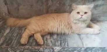 Persian male cat