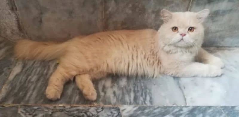 Persian male cat 0