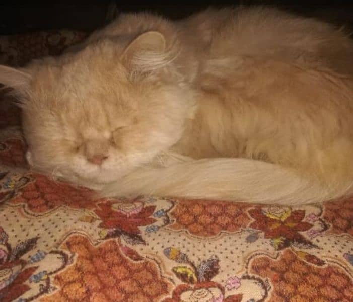 Persian male cat 1