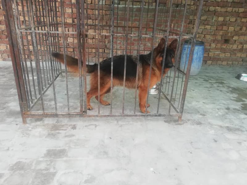 German Shepered GSDCP Pedigree male 2