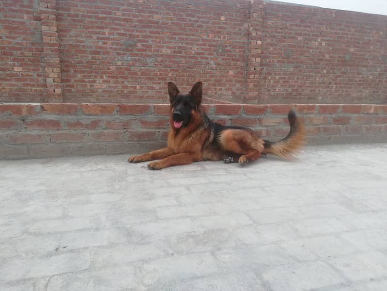 German Shepered GSDCP Pedigree male 3