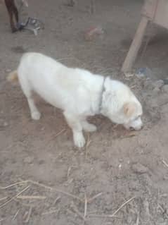 Male Russian dog for sale