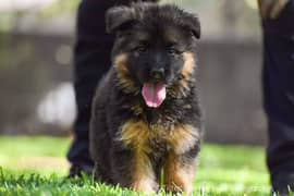 German shepherd pink pedigree puppy both are available