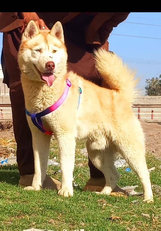 8 month old beautiful husky dog 0