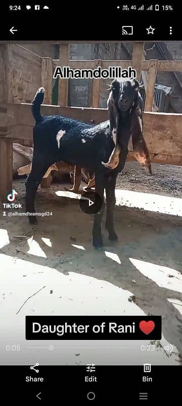 Female Kid in AMRATSARI BREED 0