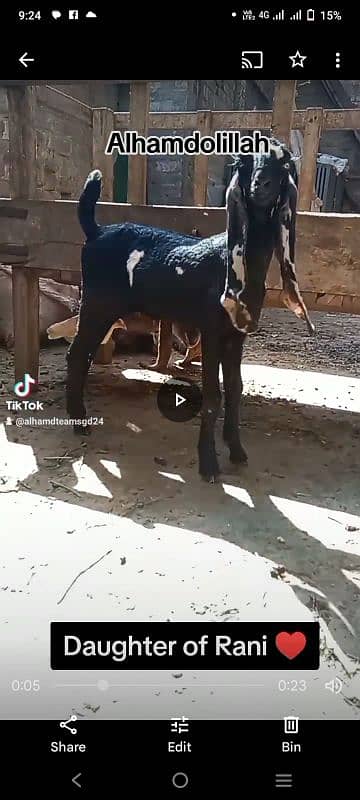 Female Kid in AMRATSARI BREED 1