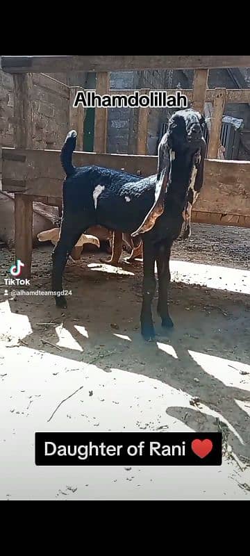 Female Kid in AMRATSARI BREED 2