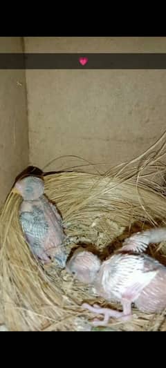 baby birds