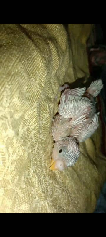 baby birds 4