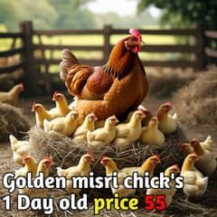 golden misri chick's 1 day old for sale