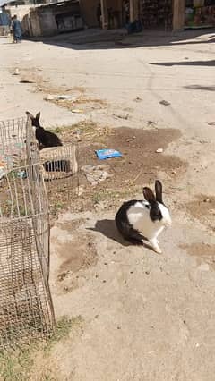 Desi Rabbits pair for sale