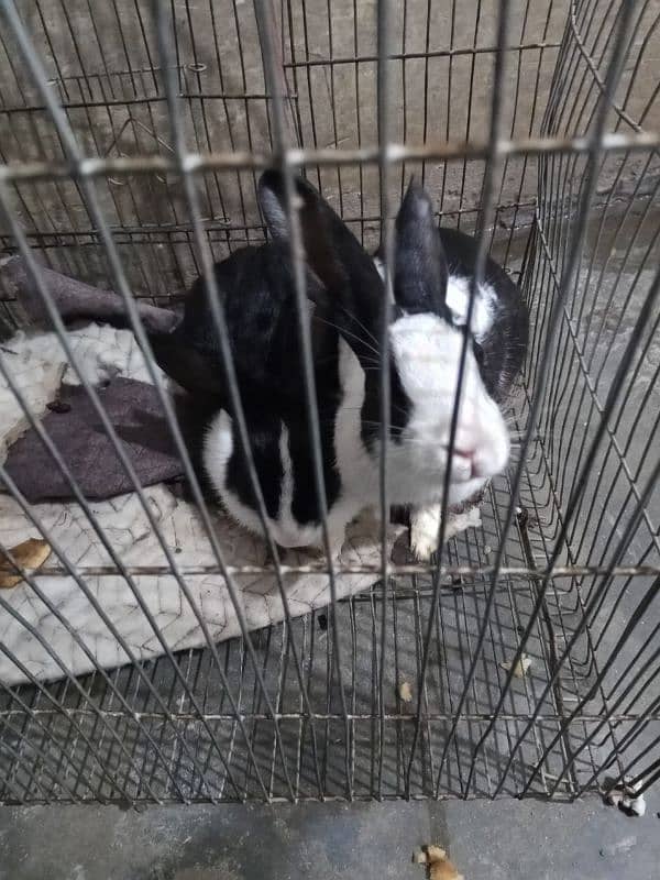 Deai Rabbits pair for sale 1