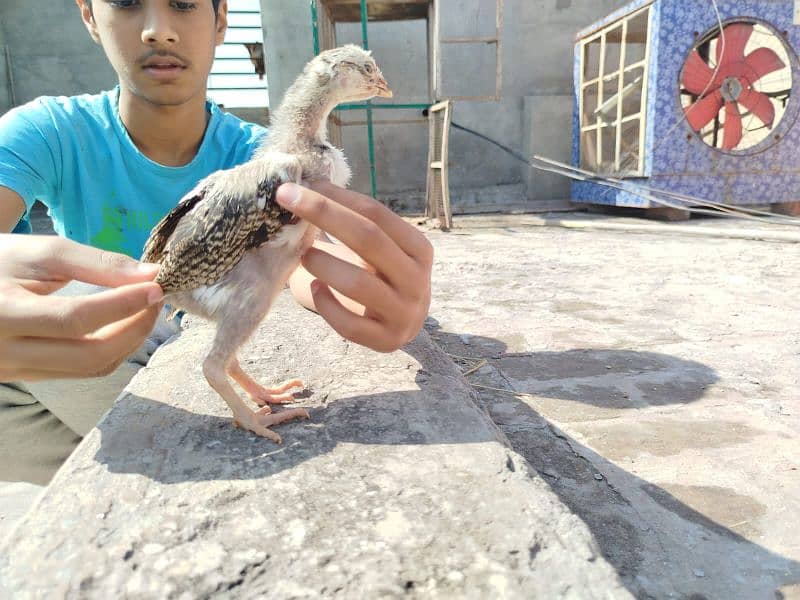 jawa into amroha and mushka into mushka old blood miawali chicks 4