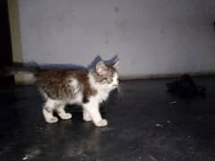 3 months old female kitten for sale