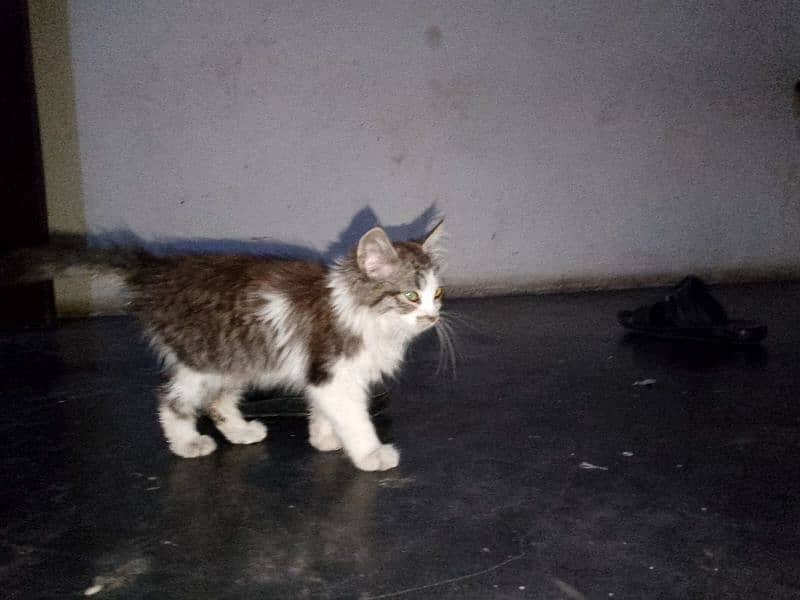 3 months old female kitten for sale 0