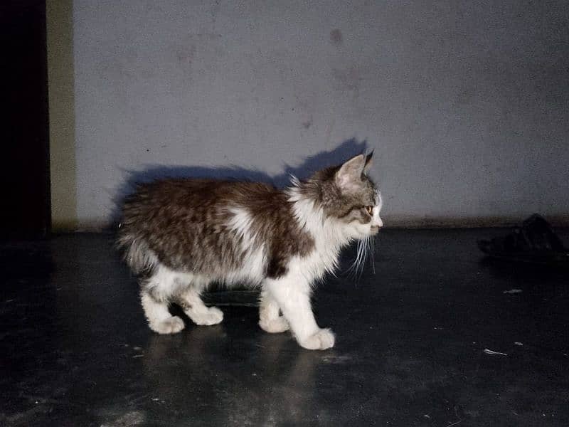 3 months old female kitten for sale 1