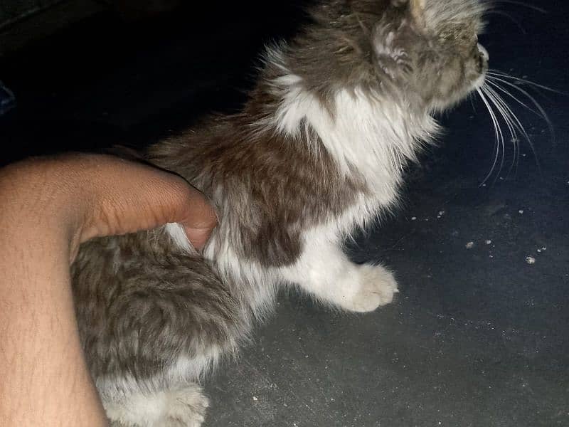 3 months old female kitten for sale 2