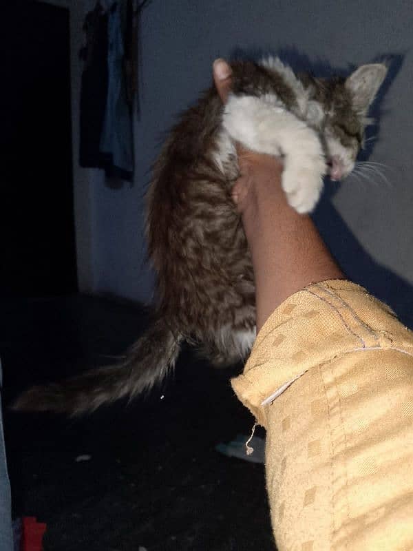 3 months old female kitten for sale 4