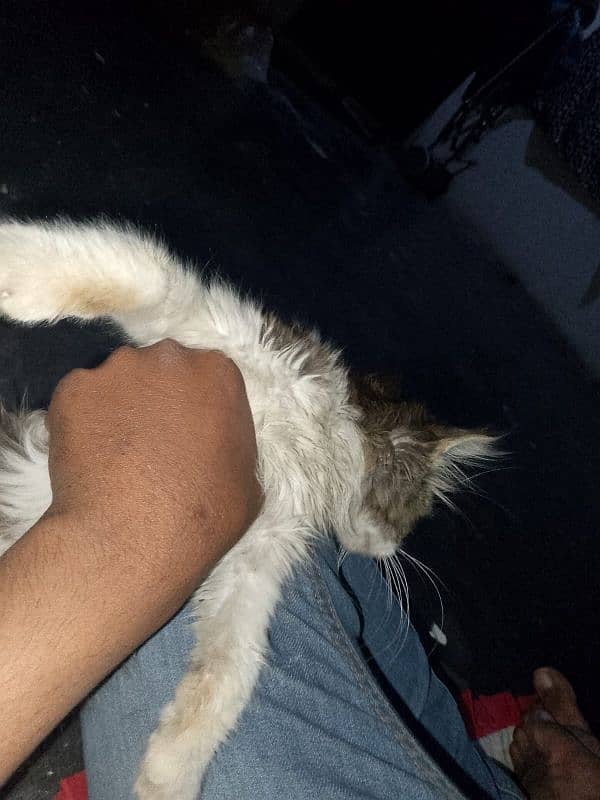 3 months old female kitten for sale 5