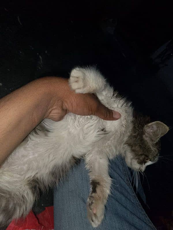 3 months old female kitten for sale 6