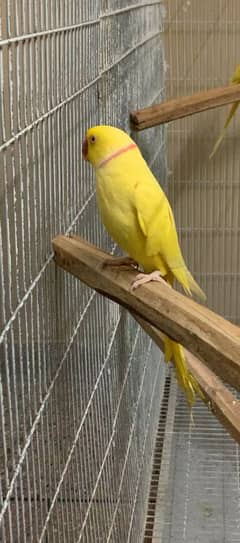 yellow ring neck breeder male