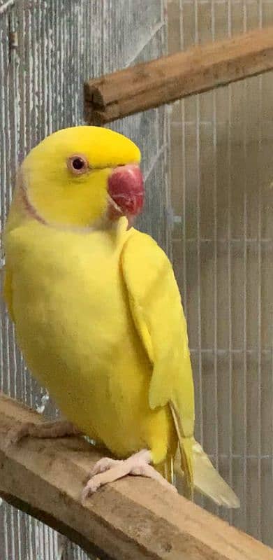 yellow ring neck breeder male 2