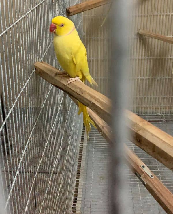 yellow ring neck breeder male 3