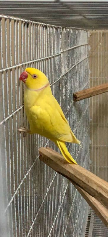 yellow ring neck breeder male 4