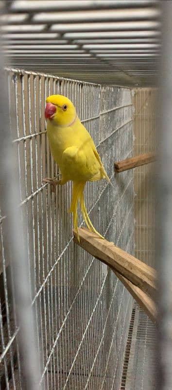 yellow ring neck breeder male 5