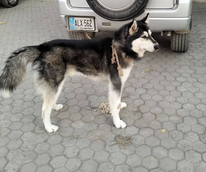 seberian husky for new shelter 0