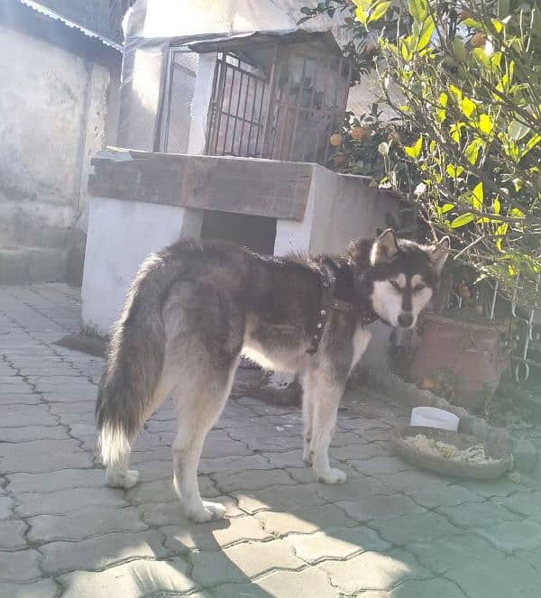 seberian husky for new shelter 1