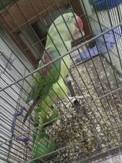 Raw parrot for sale