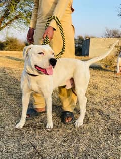 pitbull dogo arengto cross dog