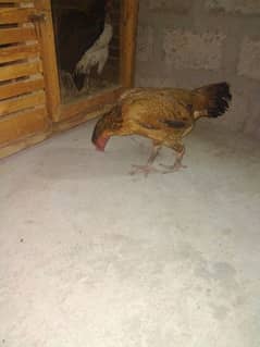 bredar female 4500 or us k chicks  2000 Ka ek