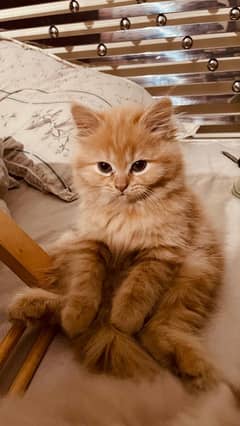 Persian kittens/ triple coated/ Vaccinated kittens available for sale