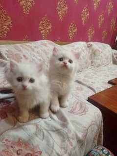 triple coated Persian kittens