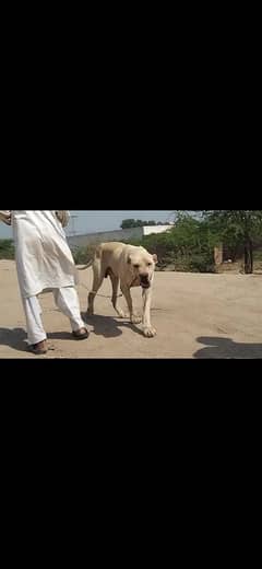 pure Pakistani bully kuta real breed 03027445114